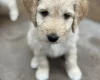 Goldendoodle