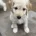 Goldendoodle