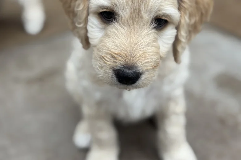 Goldendoodle