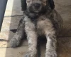 Goldendoodle