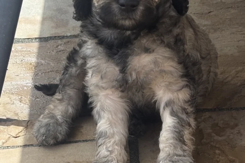 Goldendoodle