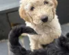 Goldendoodle