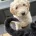Goldendoodle