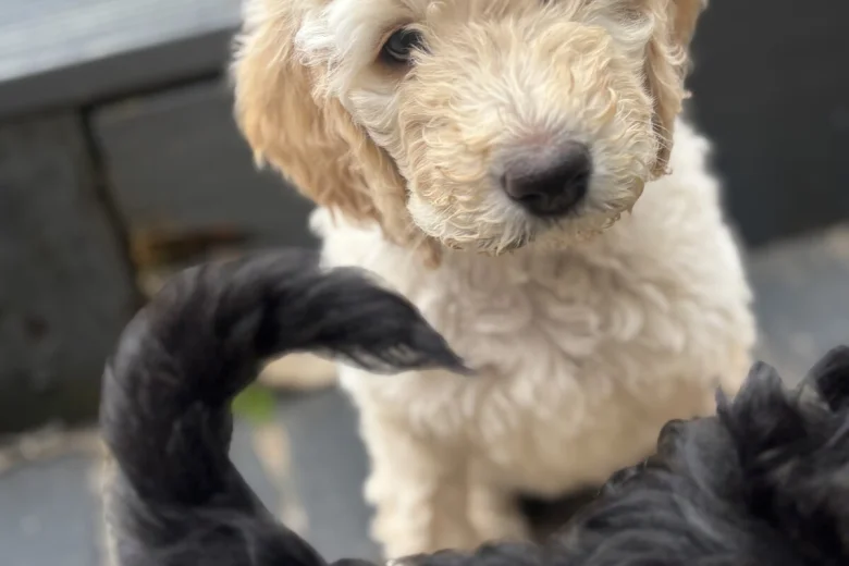 Goldendoodle