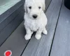 Goldendoodle