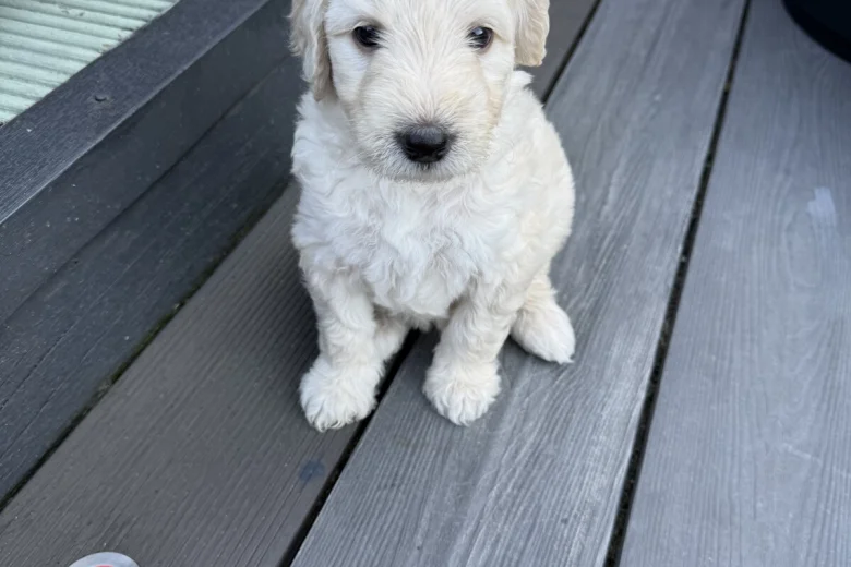Goldendoodle