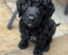Goldendoodle
