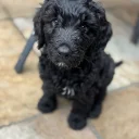 Goldendoodle