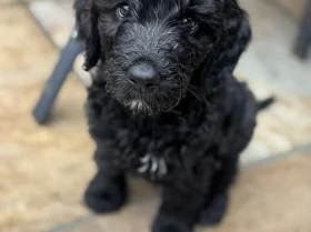 Goldendoodle
