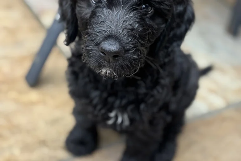Goldendoodle