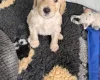 Goldendoodle