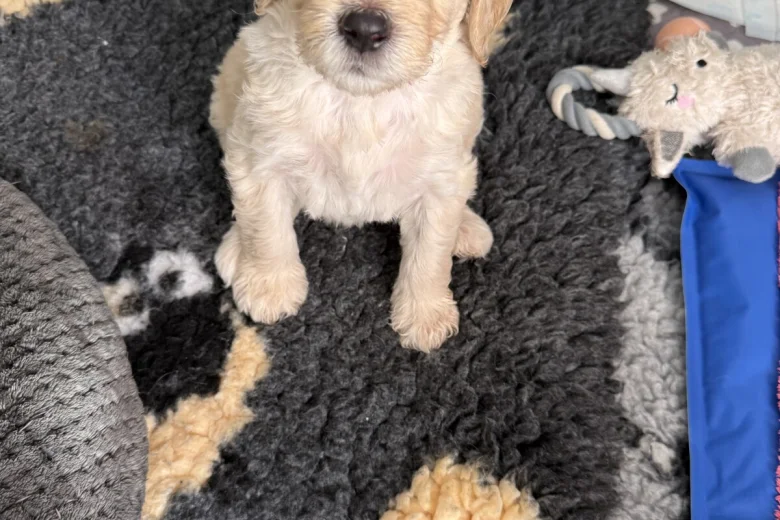 Goldendoodle