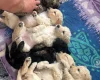 Goldendoodle