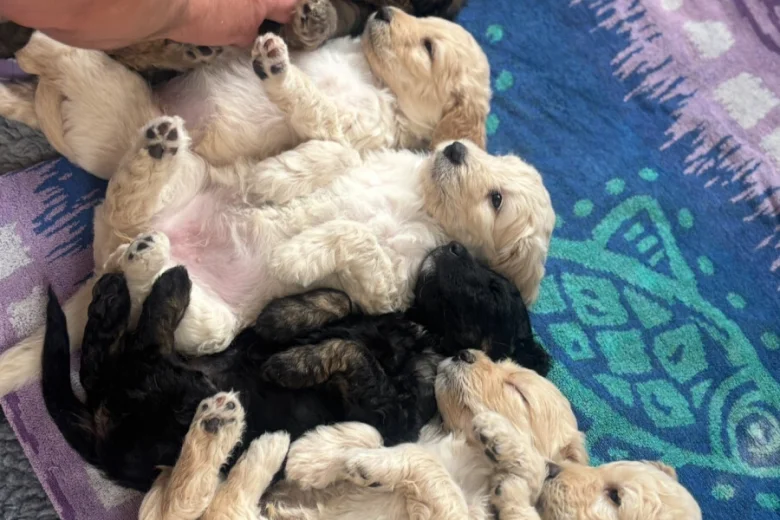Goldendoodle