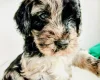 Goldendoodle
