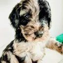 Goldendoodle