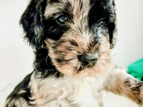 Goldendoodle