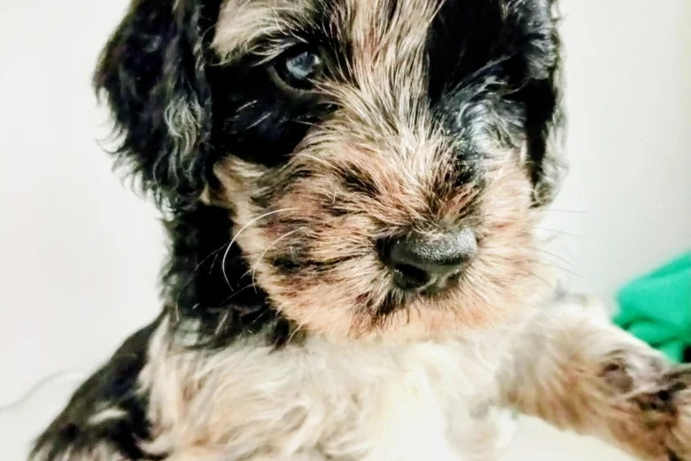 Goldendoodle