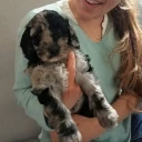 Goldendoodle