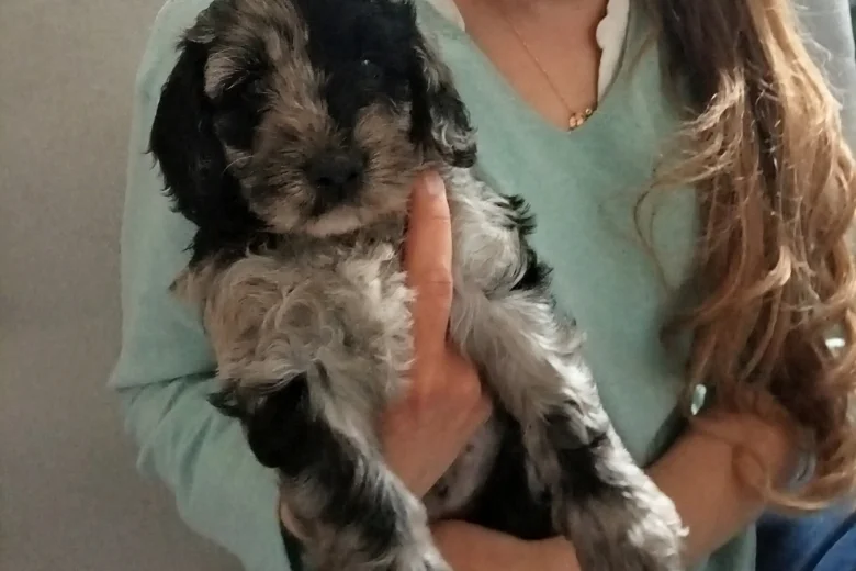 Goldendoodle
