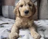 Goldendoodle