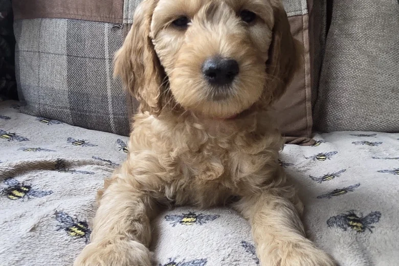 Goldendoodle