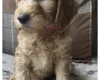 Goldendoodle