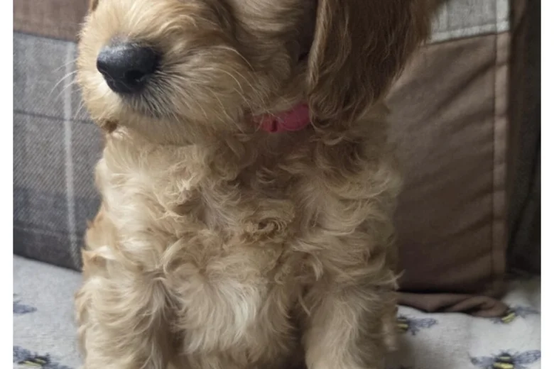 Goldendoodle
