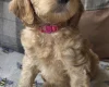 Goldendoodle