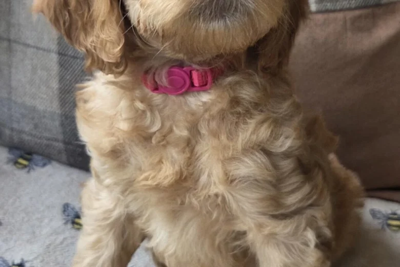 Goldendoodle