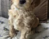 Goldendoodle