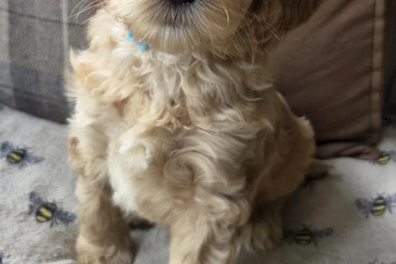 Goldendoodle