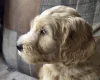 Goldendoodle