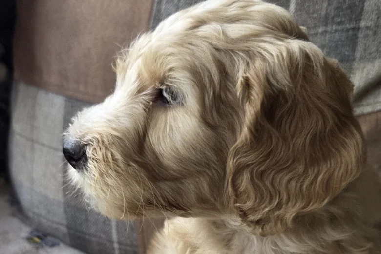 Goldendoodle