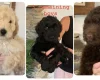 Goldendoodle