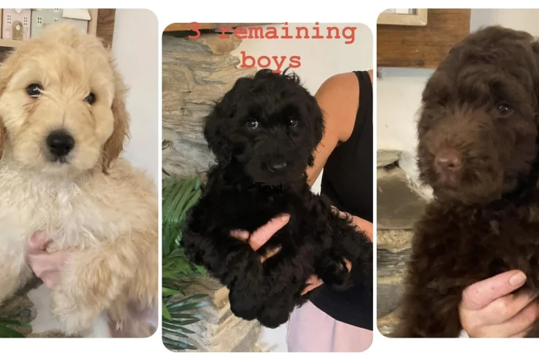 Goldendoodle