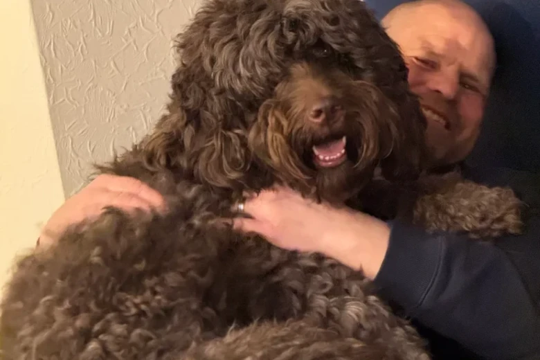Goldendoodle