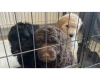 Goldendoodle