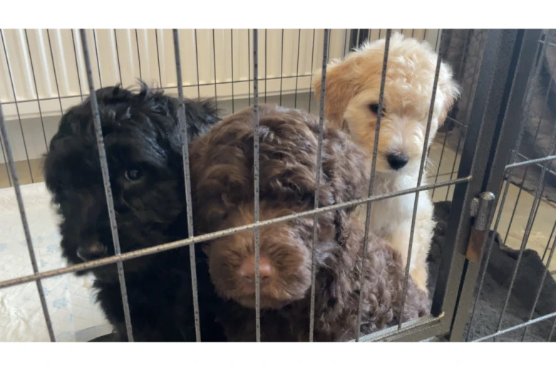 Goldendoodle