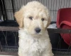 Goldendoodle