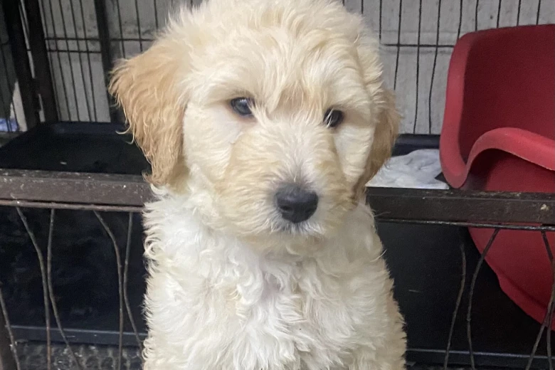 Goldendoodle