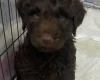 Goldendoodle