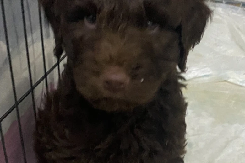 Goldendoodle
