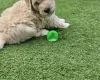 Goldendoodle