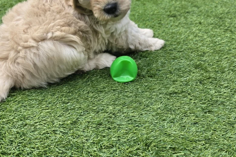 Goldendoodle