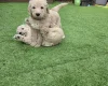 Goldendoodle