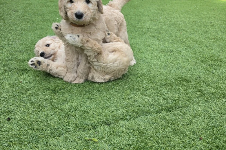 Goldendoodle