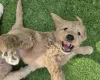 Goldendoodle