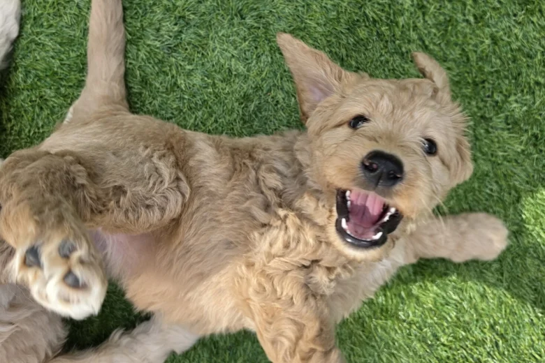 Goldendoodle
