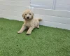 Goldendoodle